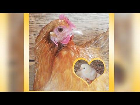 Unser Huhn brütet