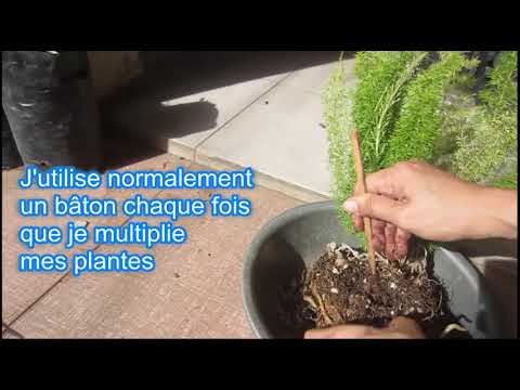 Vidéo: Fern Spore Propagation - Comment propager une plante de fougère