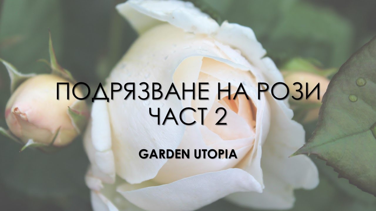 Подрязване на рози през пролетта. Катерливи, храстовидни, бордюрни. Част 2.