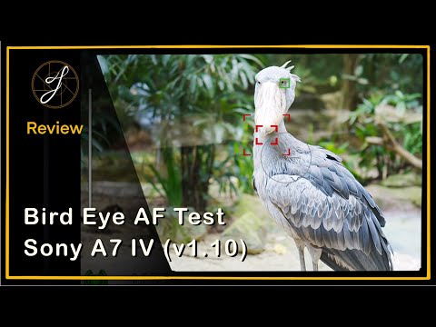 Sony A7 IV Bird Eye AF Test (Over 70 Birds and 200+ Shots)