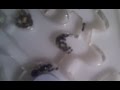 Vidéo: AntHouse-Hori-Acri 20x20x1,5 (Type champignon avec zone de nourriture)