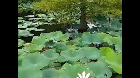 Playing with Lotus Leaves at Lichterman Nature Center, Memphis, Tennessee