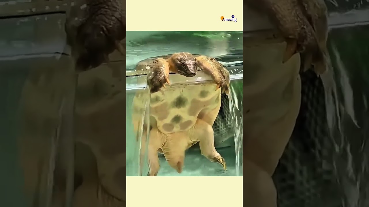 Watch now and let the cuteness overload begin! 