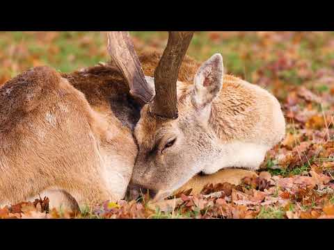 YouTubeでMoving On cafe instrumental meditative easy listening melodic Bungalow Mountain Hotel Mountainsを視聴