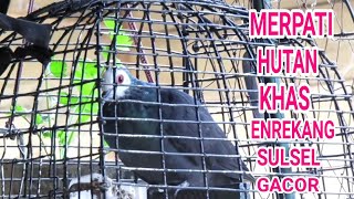 Burung Khas Enrekang Sulsel Gacor (Merpati Hutan)