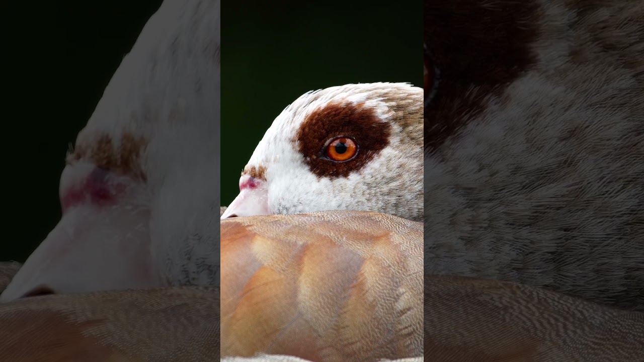 You're only 15, your photos can't be good...Ok #shorts #wildlifephotography #wildlife #photography