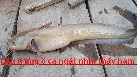 Câu cá ngát dính liên tục (phần 2)