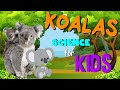Koalas: Fascinating Facts and Challenges