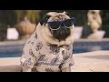 Vision Direct Summer Advert 2016 – Gizmo’s summer adventure - 30