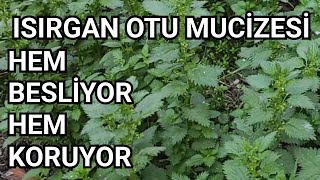 Isırgan Otu Mucizesi, Hem Besliyor, Hem de Koruyor