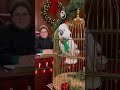 "parrot only decorate