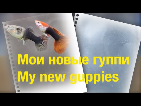 Vídeo: 8 Fatos Sobre Guppies