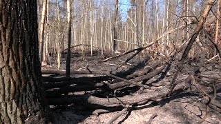 Осторожно, горит лес! Накануне в Михалковском лесничестве произошел крупный пожар.