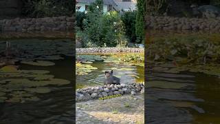 Занятие на целый день #юмор #собака #dog #прикол #канекорсо
