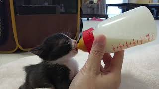 【22日目のご乱心】子猫のミルクノーカット