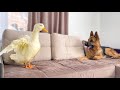Funny German Shepherd Reaction to Duck
