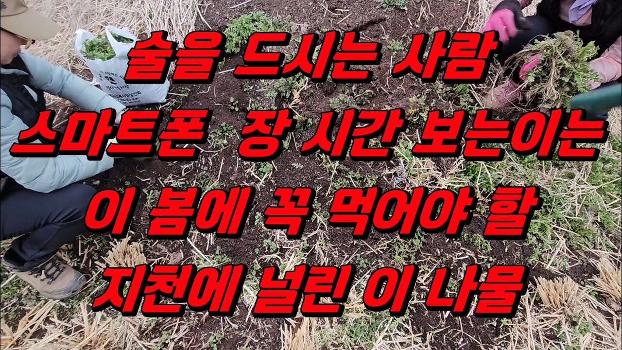 봄에 꼭 먹어야 할 나물 간기능개선 눈건강등에 좋은 나물