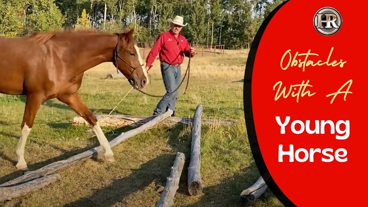 guiding-a-young-horse-over-obstacles-youtube
