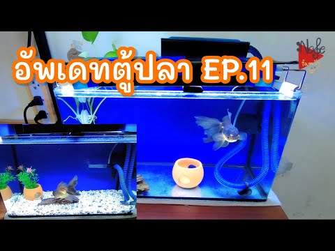 ตู้ปลา EP. 11 | อัพเดทตู้ปลา เอาหินกรวดปูพื้นออกแล้ว ครับ | Note Family