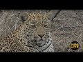 safariLIVE - Sunrise Safari - October 28, 2018