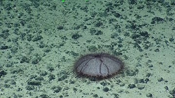 E/V Nautilus Video Bite: Purple Sea Urchin