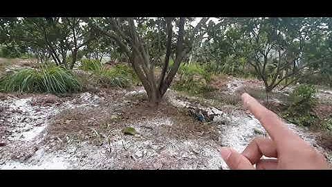 thời điểm và cách bón vôi cho cây bưởi