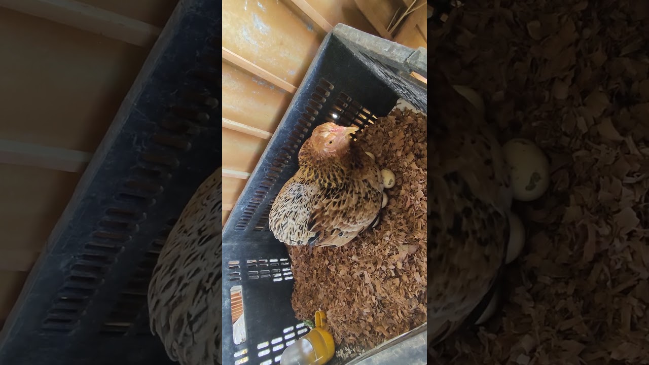 Galinha pequena cochando pela 2 vez esse ano