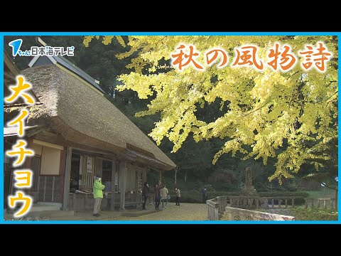 【黄色く色づく】樹齢700年の大イチョウが見頃　島根県奥出雲町　金言寺