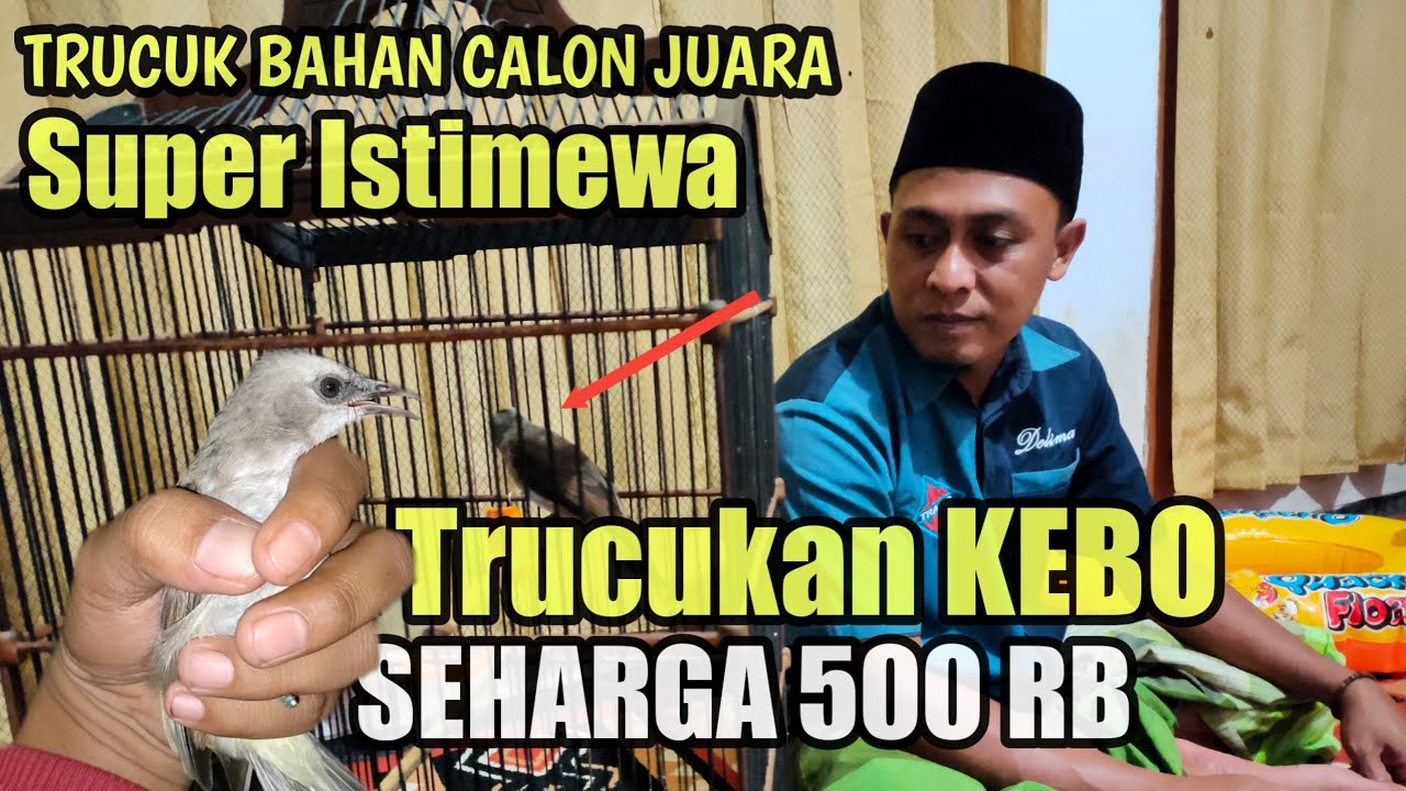 Trucuk Kebo Bakalan Jantan 500 Ribu Super Istimewa