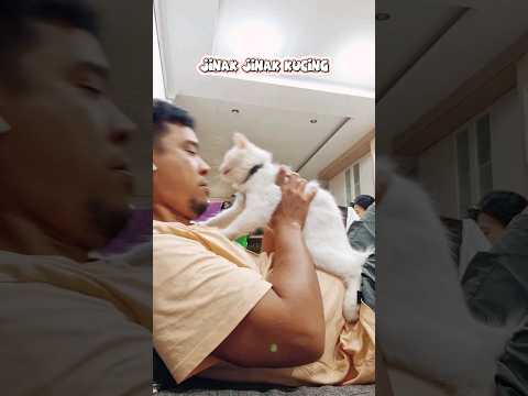 Jinak jinak kucing