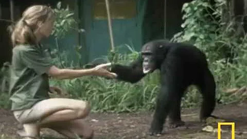Jane Goodall : Retrospective
