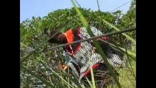 Prince Afo Akom - Femme Rural