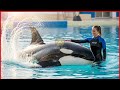 The Truth Behind Jessica Dolphin Attack | Jessica Radcliffe Orca Incident Explained