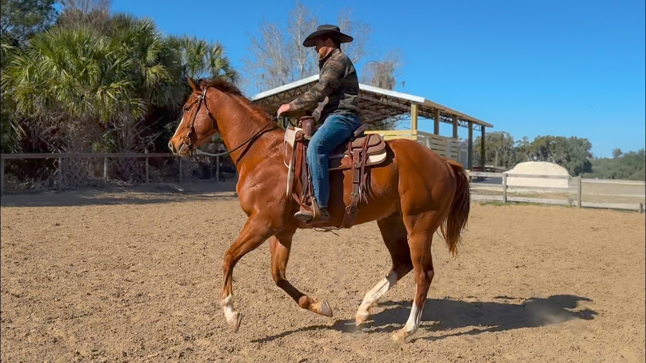 Впервые сажусь галопом на свою скаковую лошадь.