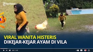 Viral Wanita Histeris Dikejar-kejar Ayam di Vila, Bikin Warganet Ngakak