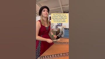 New to the #hammereddulcimer ? Start here.