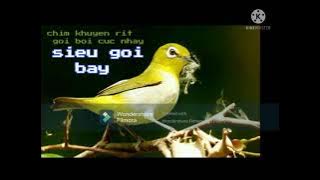 khuyên rít dài rút BỔI CỰC NHANH cho Anh Em đi bẩy/CHIM KHUYÊN RÍT