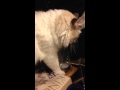 Funny cat video