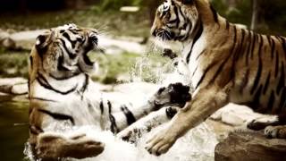 Mitchell Thompson and Fatai V - Love the way you lie (HQ)