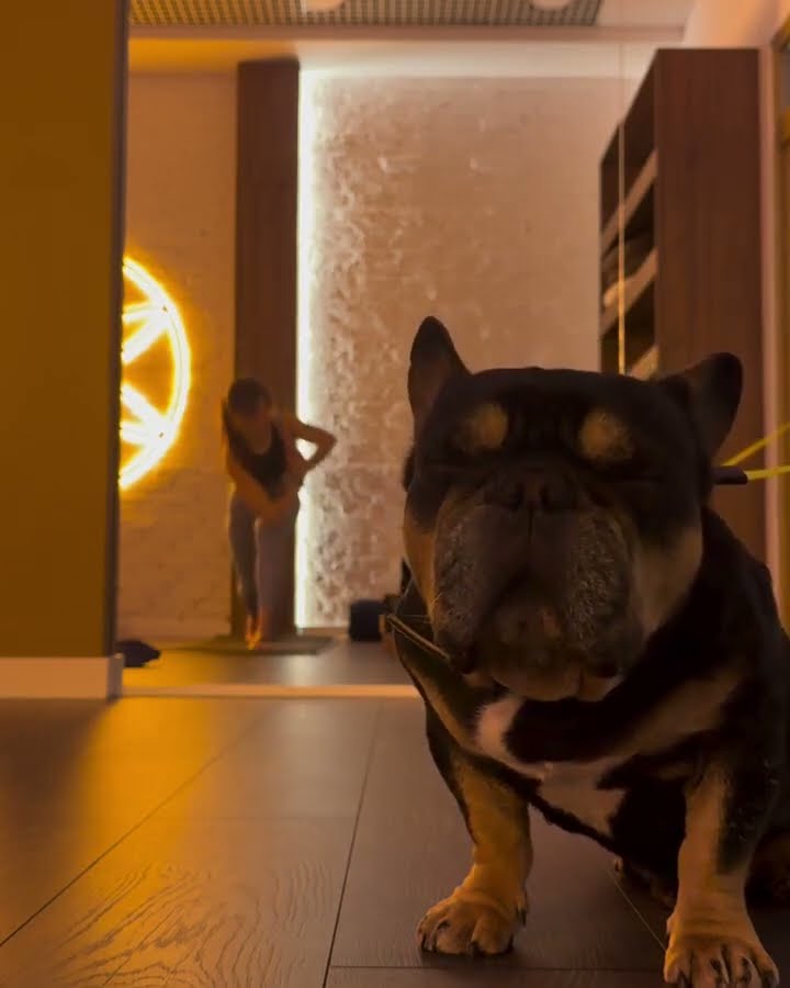 Dog Too Sleepy for Yoga || ViralHog