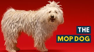 Mop Dog: Your Guide to The Dog With The Dreadlock Looking Coat!