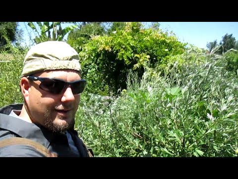 Wideo: Jak dbać o roślinę bylicy – informacje na temat uprawy roślin bylicy