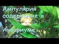 Улитки ампулярии самец самка. Ампулярии содержание, размножение и уход.