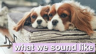 WHAT WE SOUND LIKE | Dog sounds | Cavalier King Charles