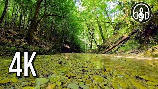 The gentle sounds of a flowing stream with the singing of birds of the mountain forest.