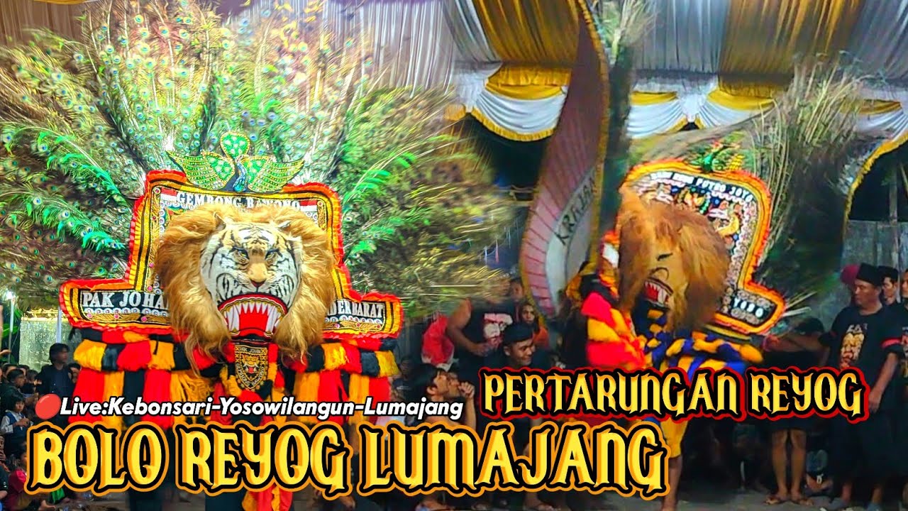 MEMANAS PERTARUNGAN ANTAR DADAK MERAK!!BOLO REYOG LUMAJANG LIVE DESA KEBONSARI-YOSOWILANGUN-LUMAJANG