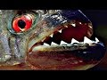 【驚愕】ピラニアvsフグのヤバすぎる歯の切れ味対決!&ピラニア映像!