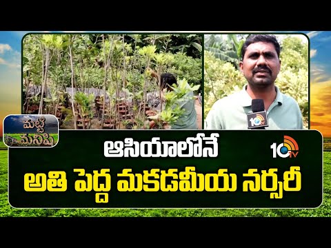 ఆసియాలోనే అతి పెద్ద మకడమీయ నర్సరీ | Asias Largest Mecadamia Farm and Nursery | Matti Manishi | 10TV - 10TVNEWSTELUGU