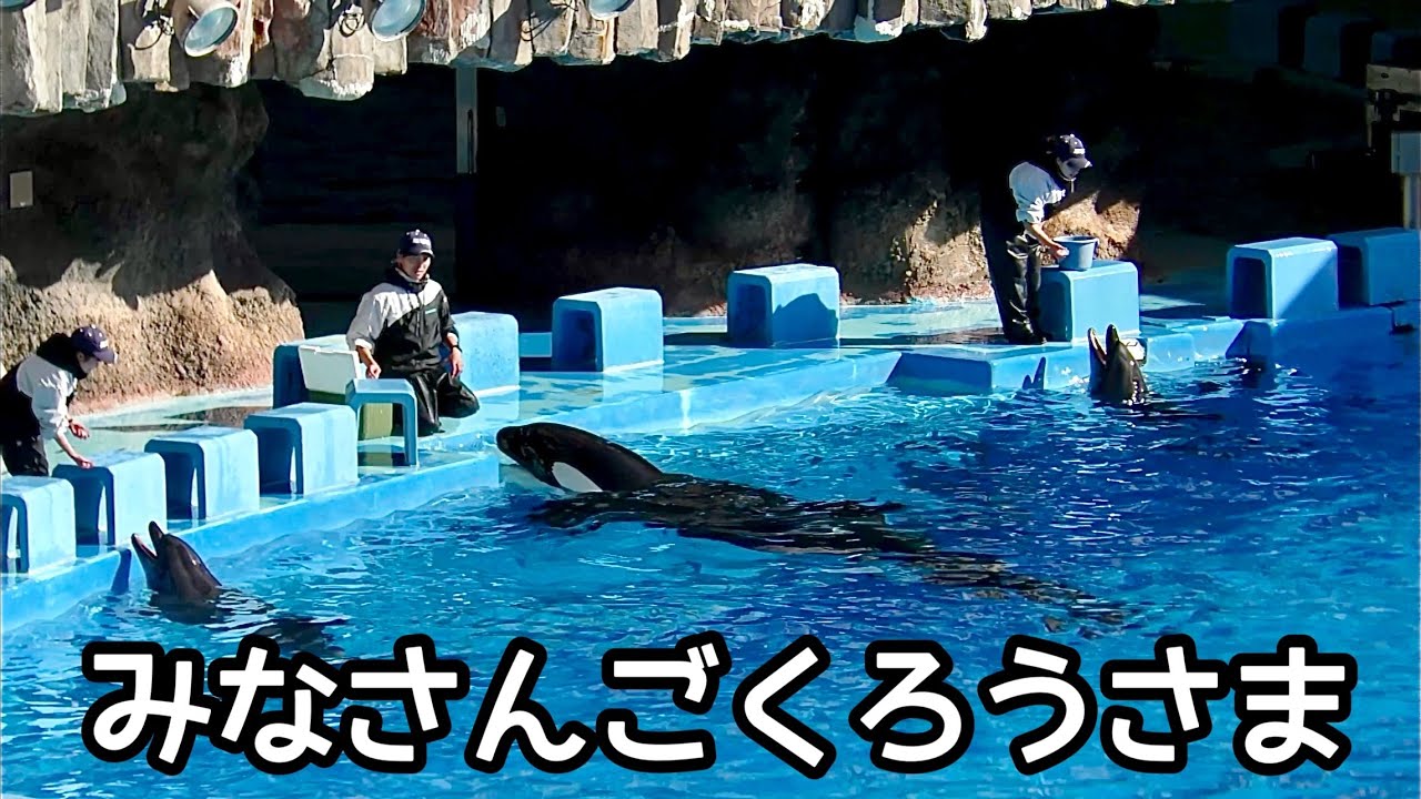 シャチのリンちゃんとイルカのネオちゃんエールちゃん トレーニングが