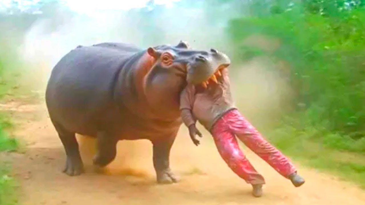 7 ЖУТКИХ СЛУЧАЕВ, когда животные убивали людей